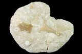 Otodus Shark Tooth Fossil in Rock - Eocene #135843-1